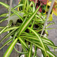 Chlorophytum ‘Variegata’ (“Variegated Spider Plant”)