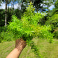 Asparagus Densiflorus ‘Sprengeri’(Asparagus fern/Foxtail fern)