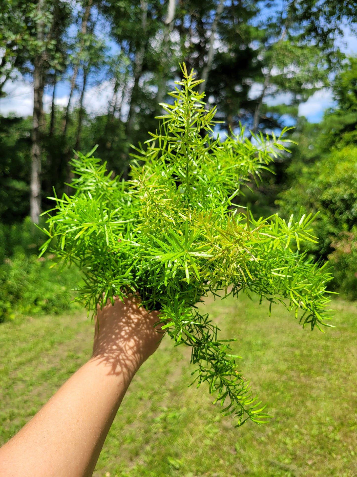 Asparagus Densiflorus ‘Sprengeri’(Asparagus fern/Foxtail fern)