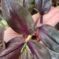 Tradescantia Zebrina ‘Purpusii’