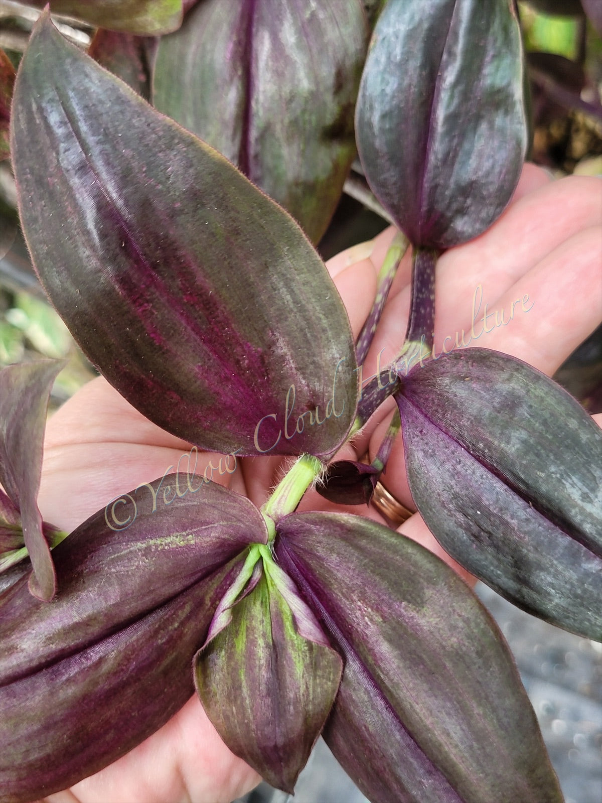 Tradescantia Zebrina ‘Purpusii’