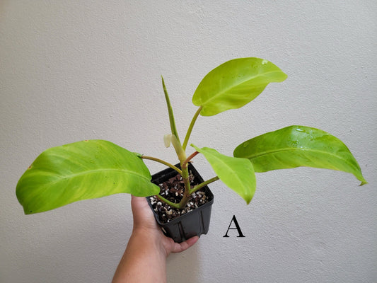 Philodendron X domesticum ‘Lemon Lime’