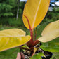 Philodendron Erubescens Prince of Orange