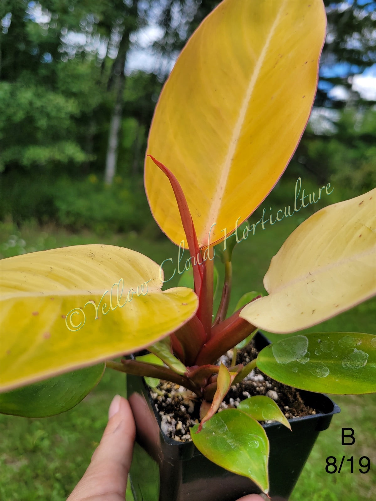 Philodendron Erubescens Prince of Orange