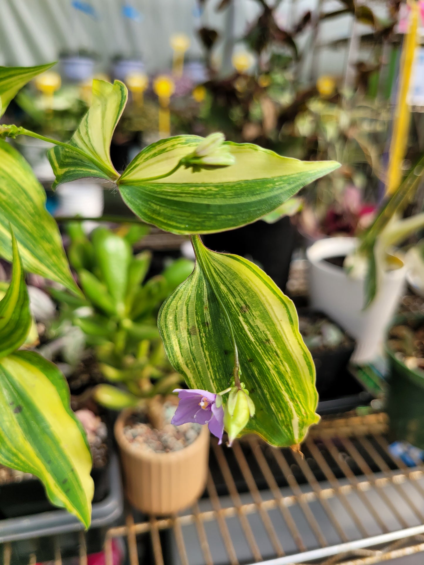 Tinantia Pringlei ‘Variegata’