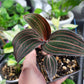 Jewel Orchid ‘Ludisia Discolor’