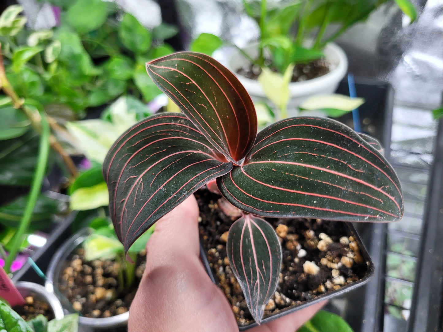 Jewel Orchid ‘Ludisia Discolor’