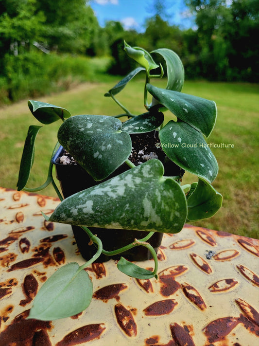 Scindapsus pictus 'Argyraeus' (“Satin Pothos”)