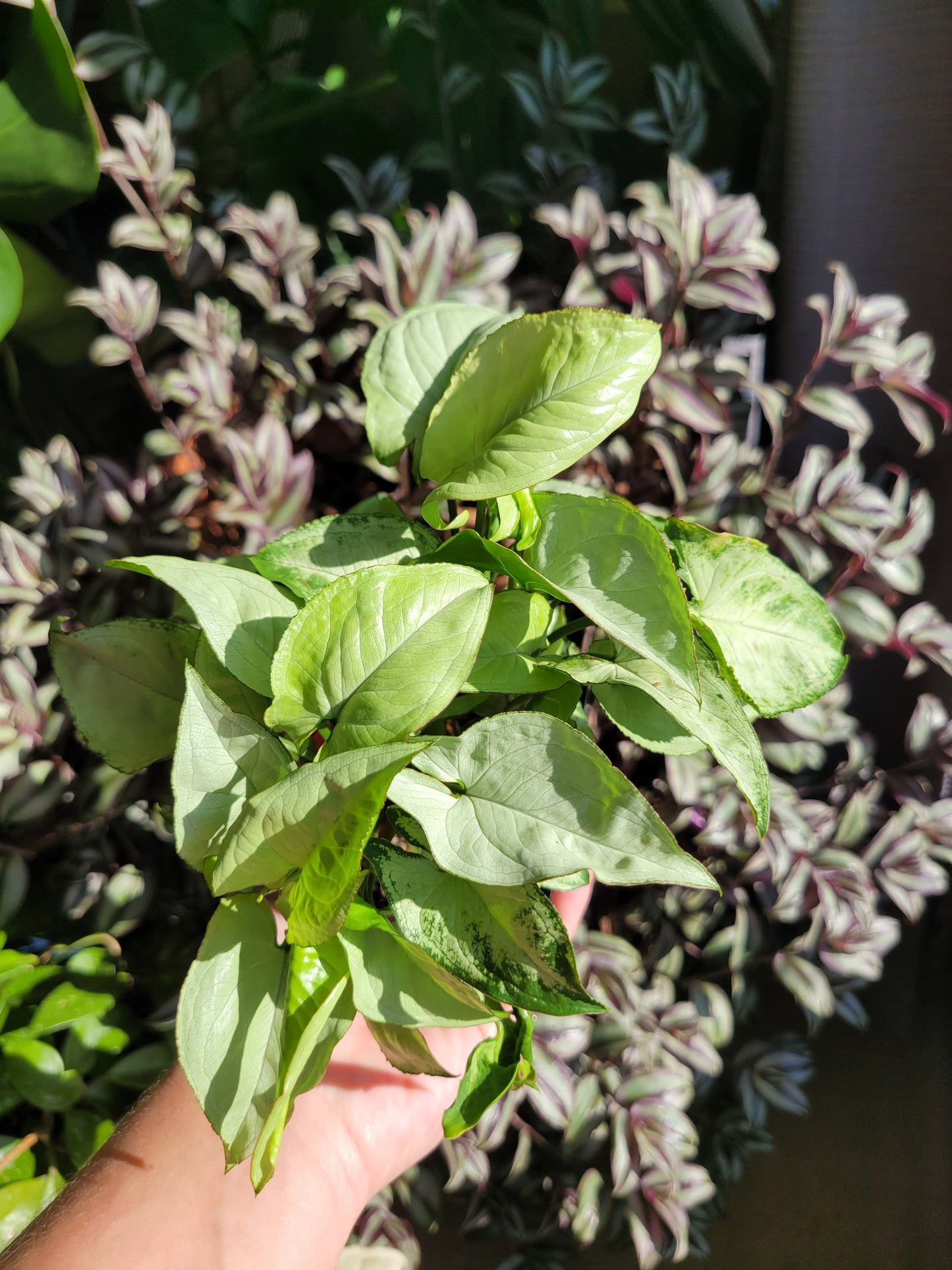 Syngonium Podophyllum ‘Holly M’