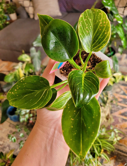 Philodendron ‘Birkin’