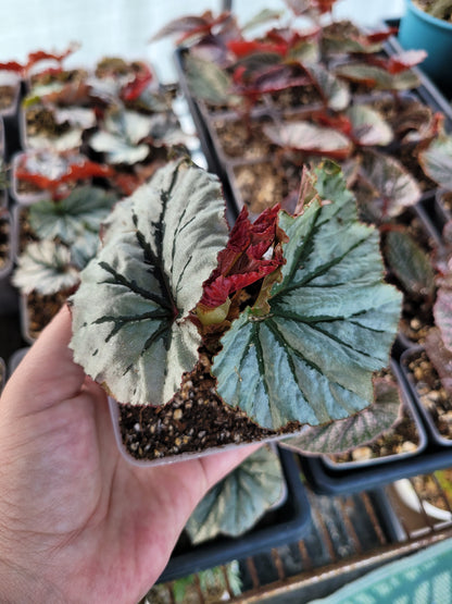 Begonia ‘Looking Glass’ and/or ‘Miss Mummy’