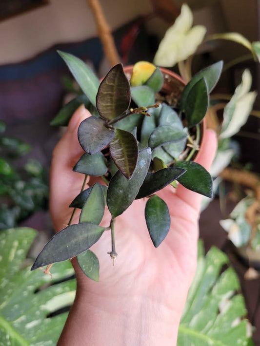 Hoya cv. Rosita