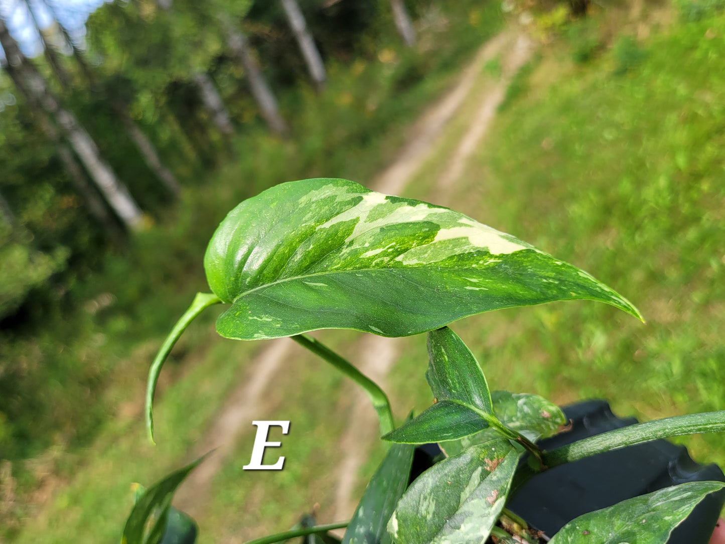 Epipremnum pinnatum ‘Albo-Variegata’