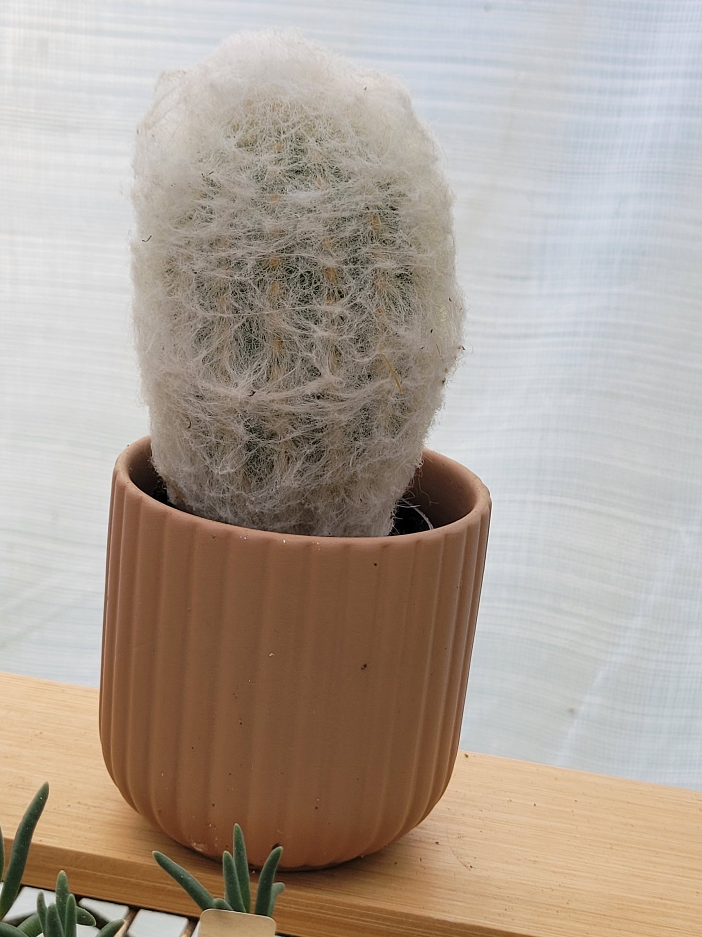 Espostoa melanostele “Peruvian Old Lady Cactus”