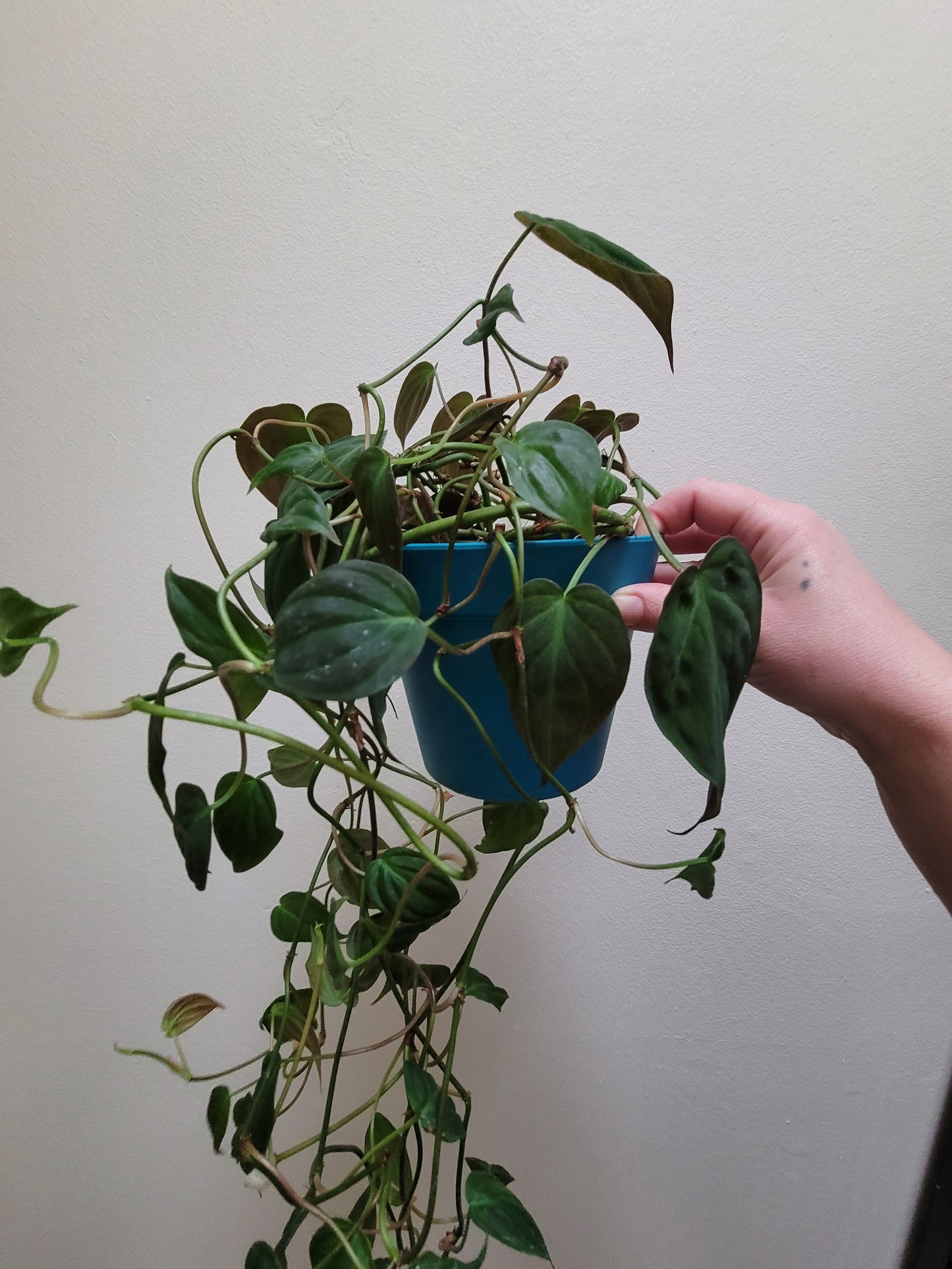 Philodendron Micans