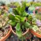 Crassula Ovata E.T. Finger