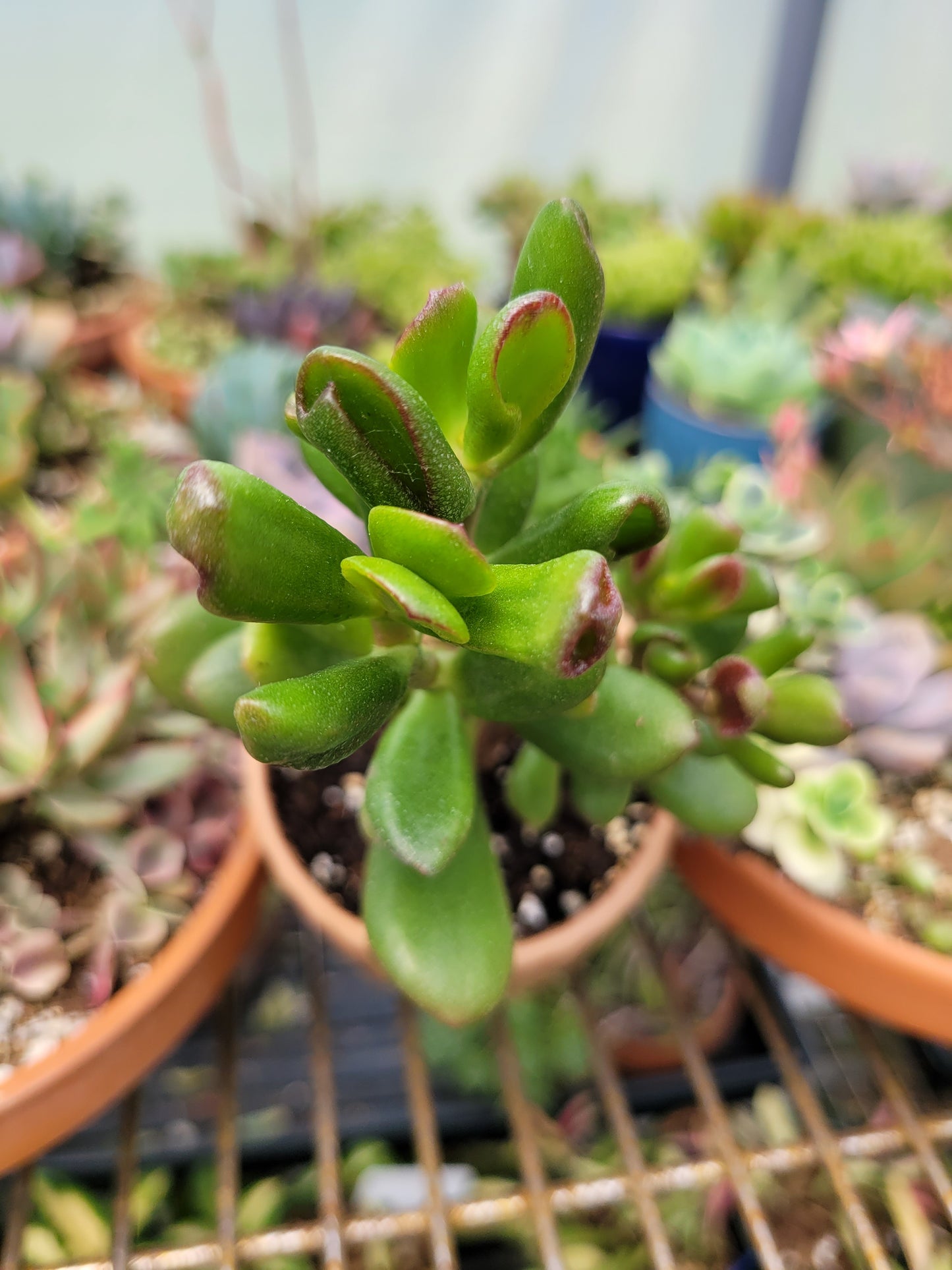 Crassula Ovata E.T. Finger