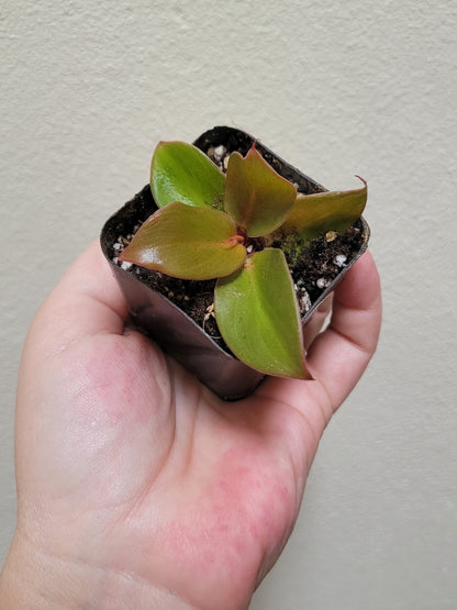 Philodendron Erubescens ‘Prince of Orange’