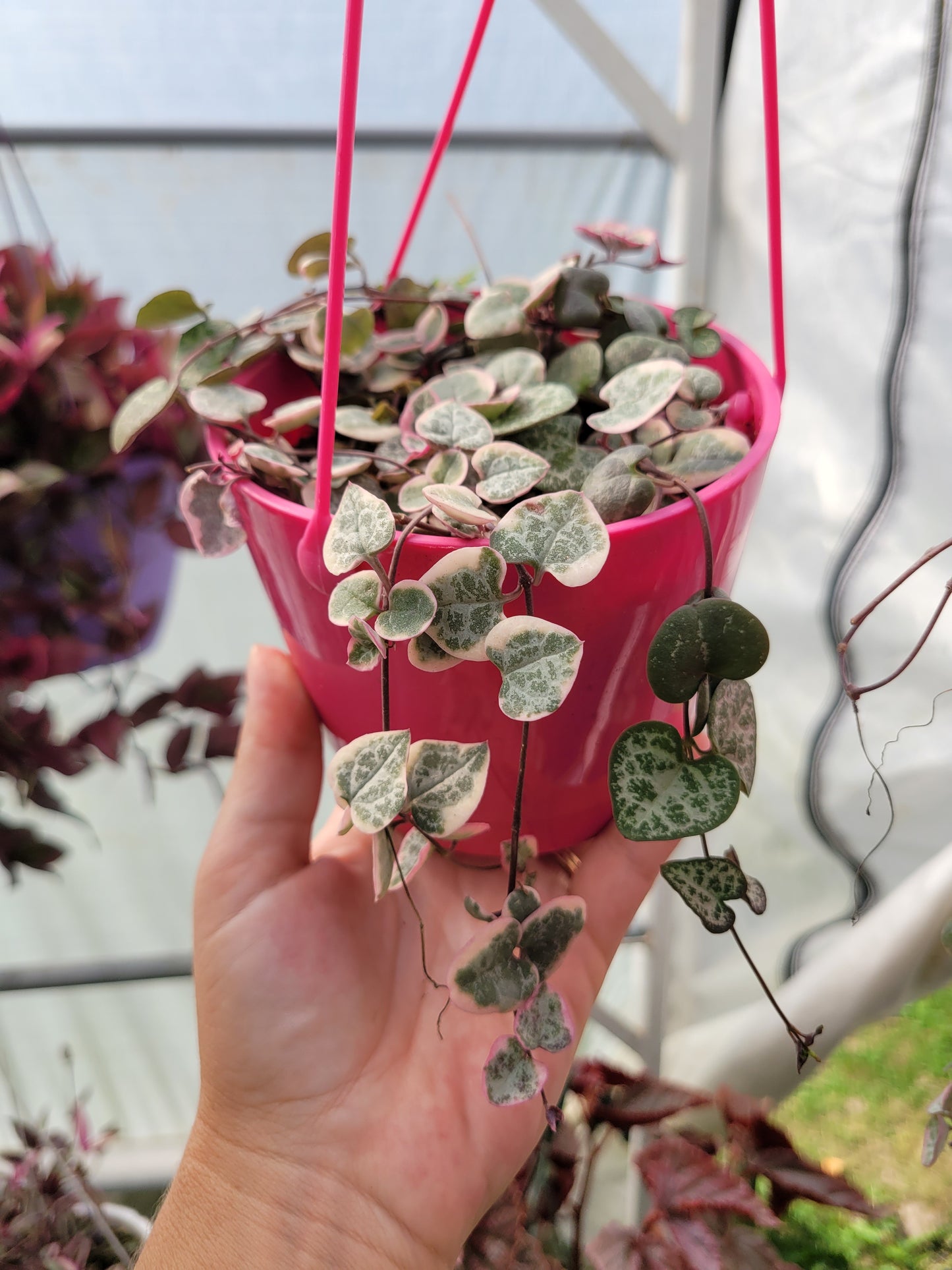 Ceriopegia linearis ‘Woodii’ (Variegated String of Hearts)