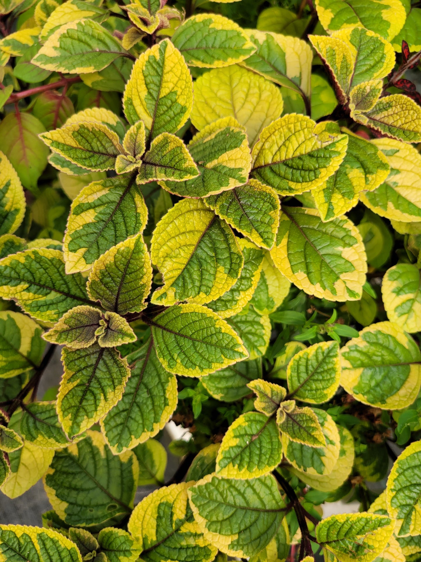 Plectranthus ‘Guacamole’ (Swedish Ivy)