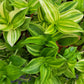 Tradescantia Fluminensis ‘Yellow Hill’