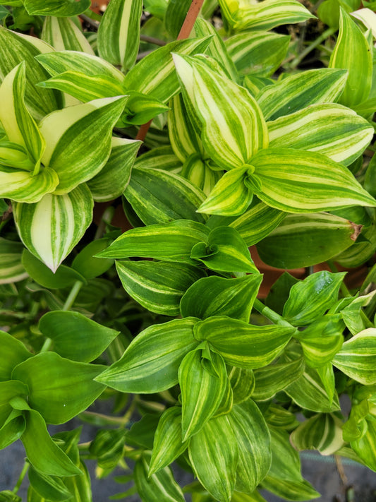 Tradescantia Fluminensis ‘Yellow Hill’