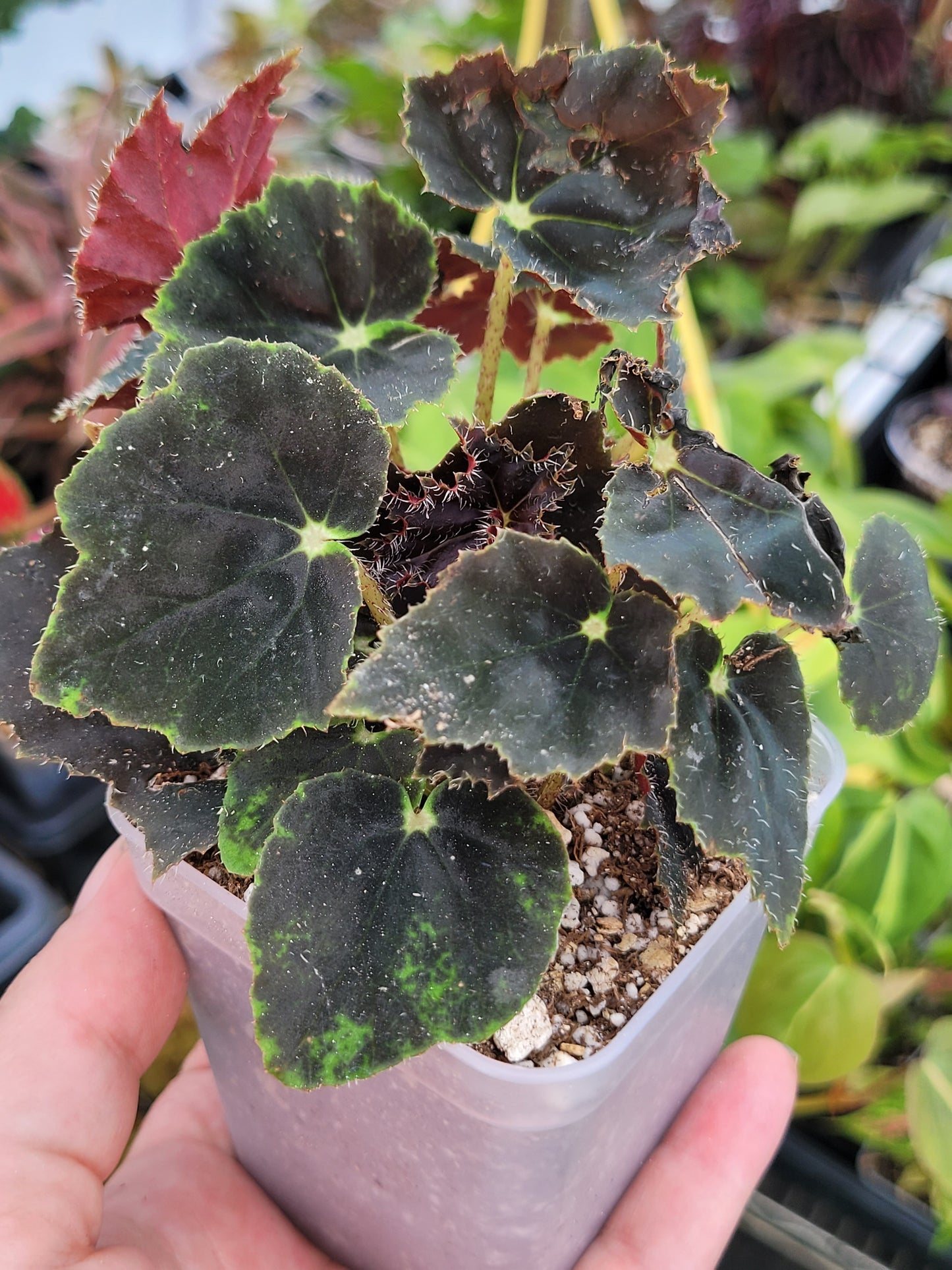 Begonia ‘Looking Glass’ and/or ‘Miss Mummy’