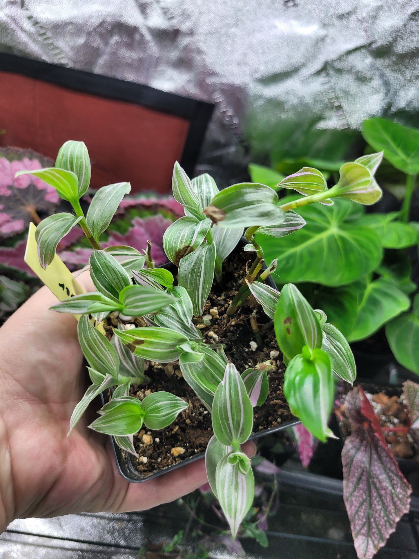 Tradescantia Fluminensis ‘Lavender’