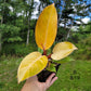 Philodendron Erubescens Prince of Orange