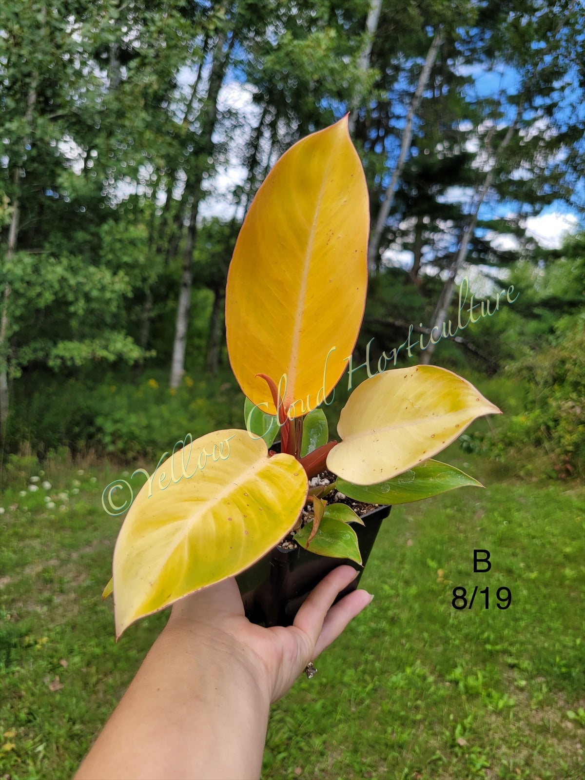 Philodendron Erubescens Prince of Orange