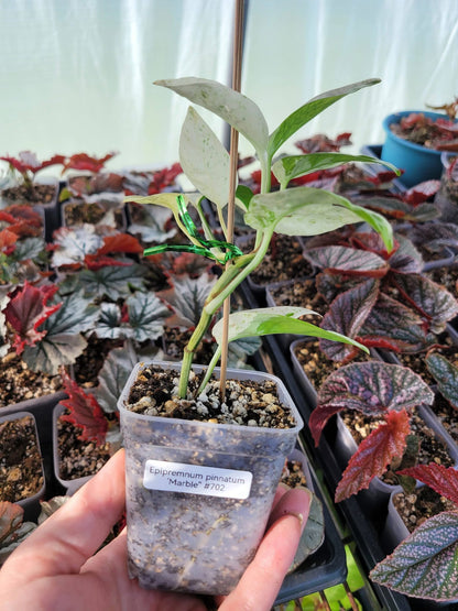 Epipremnum pinnatum ‘Marble’