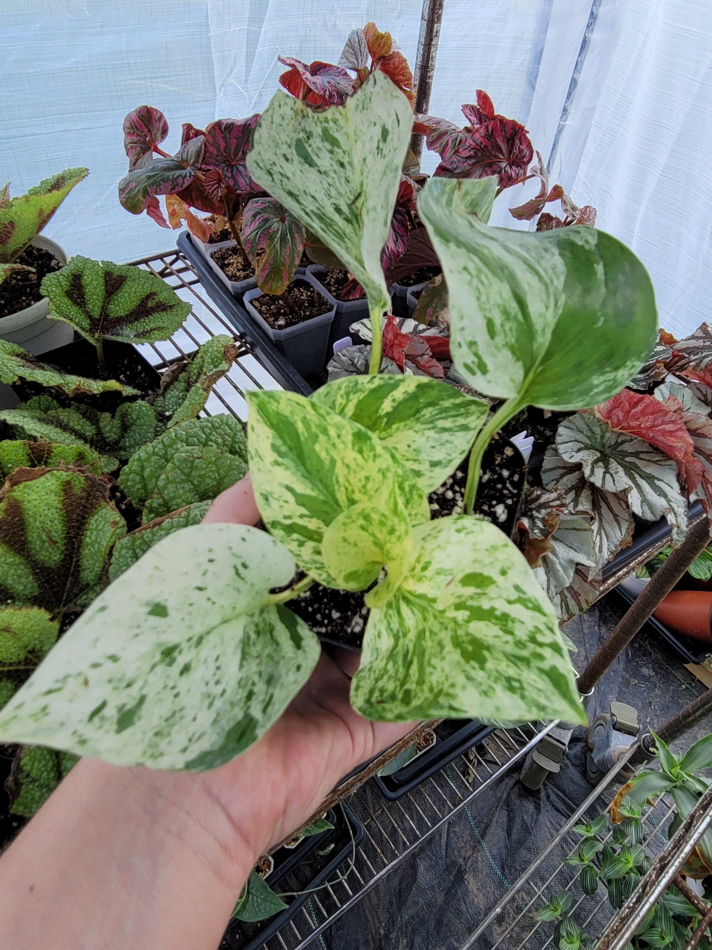 Epipremnum aureum ‘Marble Queen’ Pothos