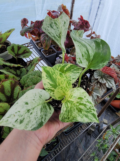 Epipremnum aureum ‘Marble Queen’ Pothos