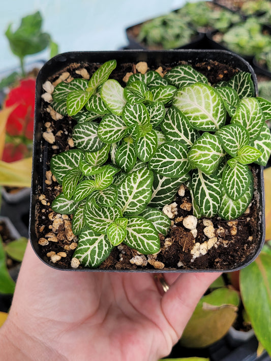 Fittonia Albivenis ‘Joly Lemon’