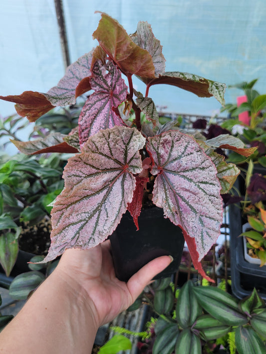 Angel Wing Begonia ‘Miss Mummy’