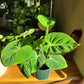 Philodendron ‘Gloriosum’