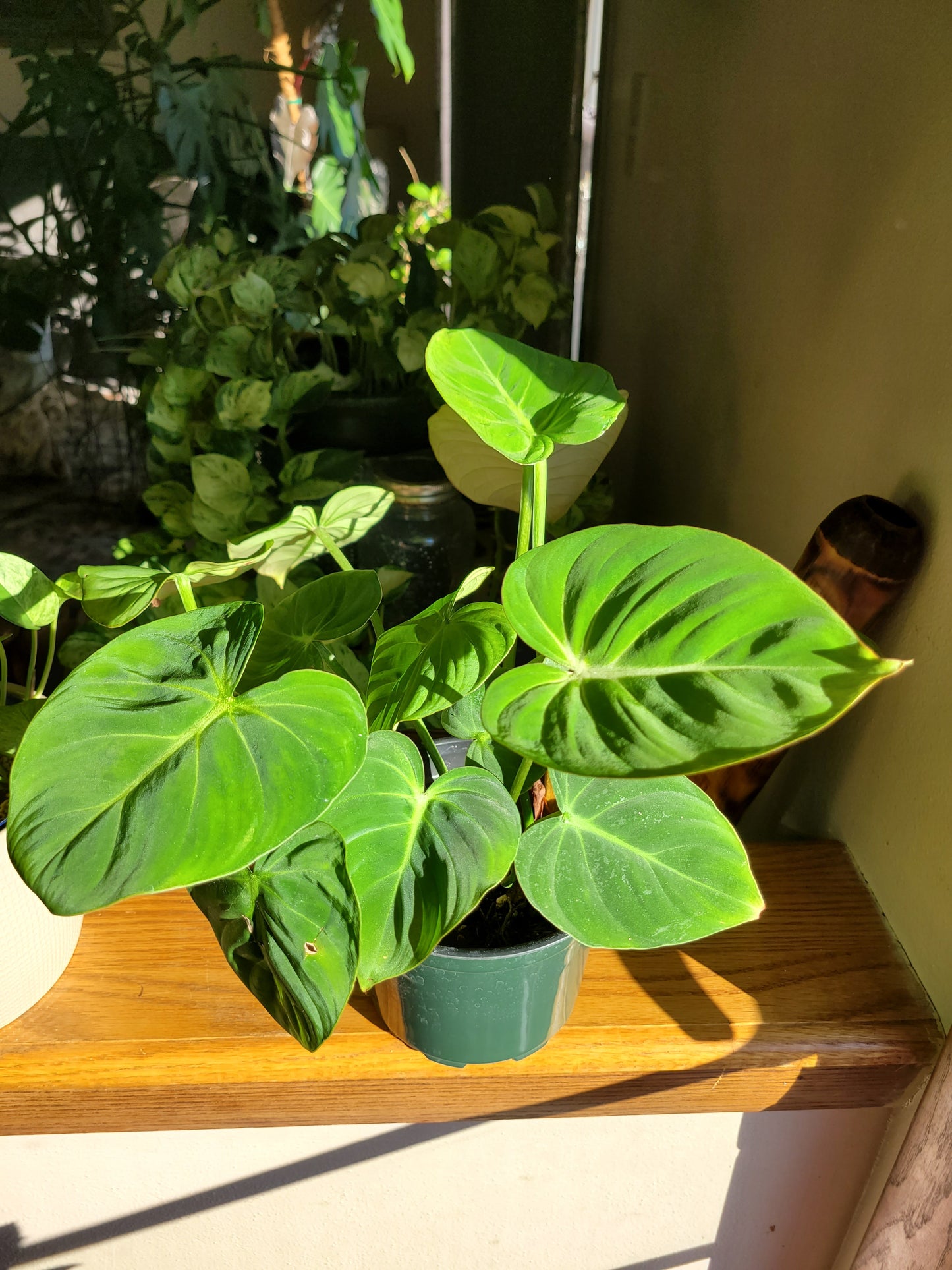 Philodendron ‘Gloriosum’