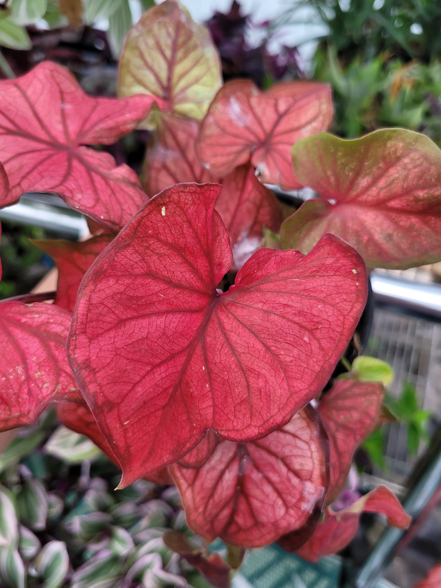 Caladium ‘Desert Sunset’