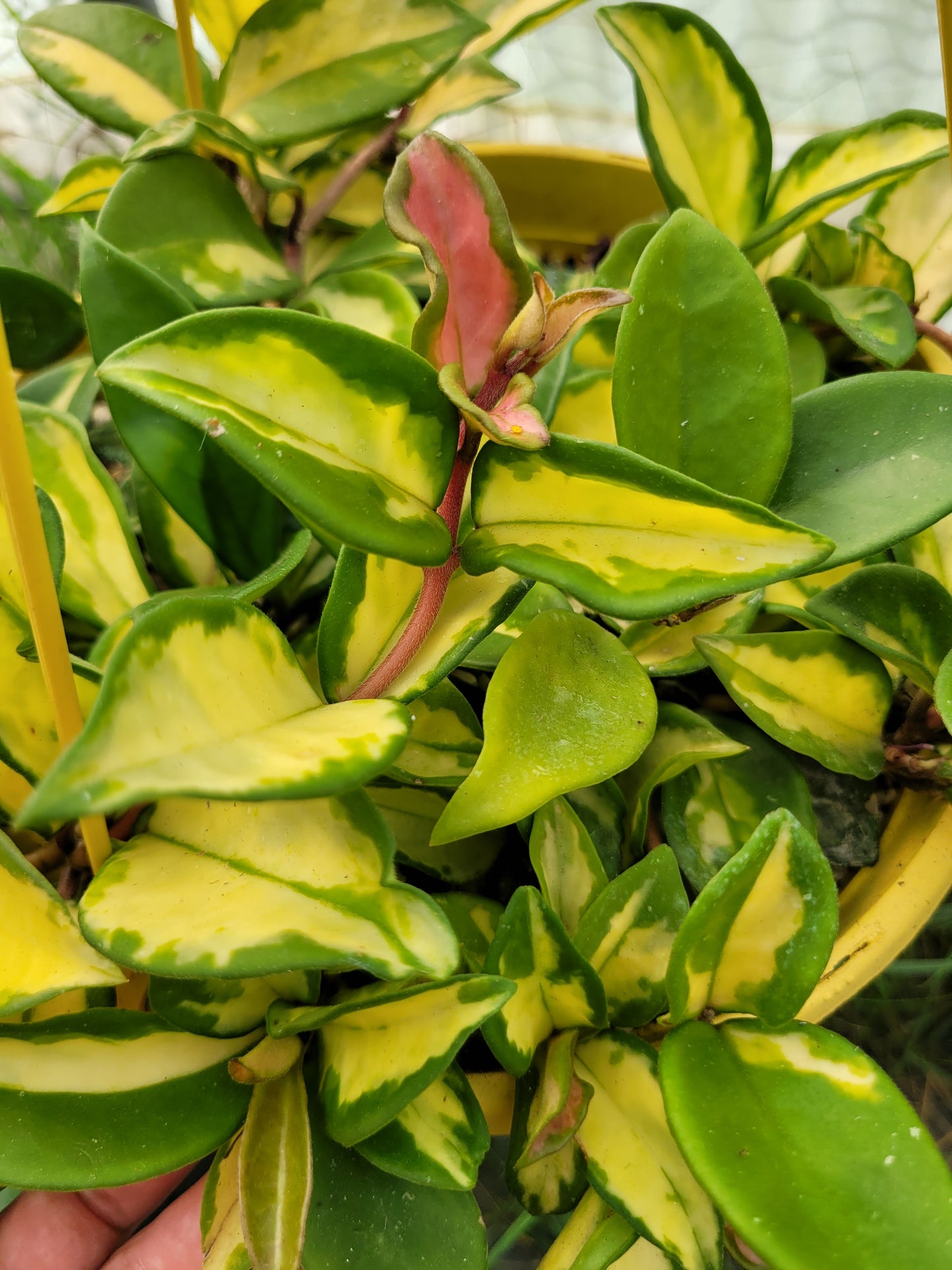 Hoya carnosa cv Rubra