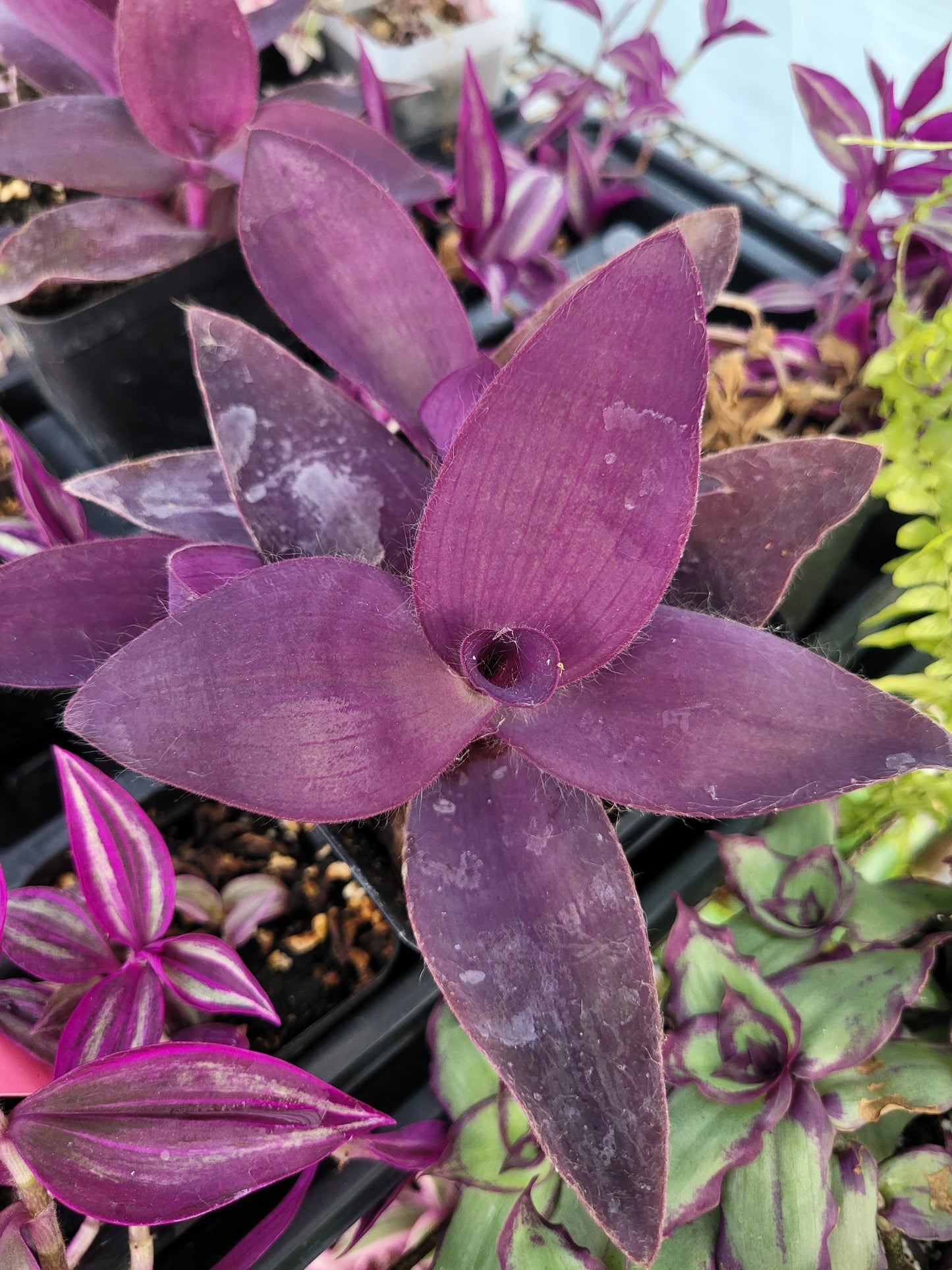 Tradescantia pallida ‘Purple Pixie’