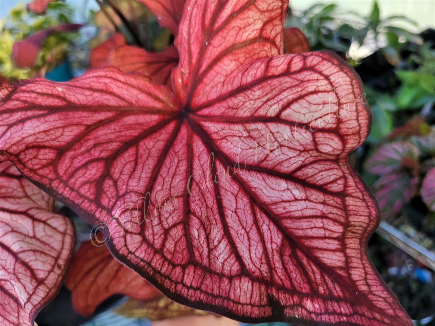 Caladium ‘Desert Sunset’