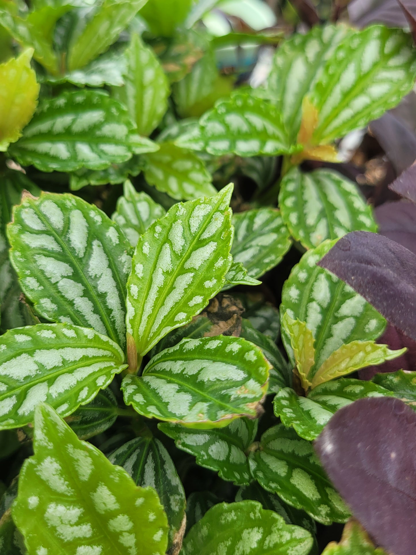 Pilea cadierei “Aluminum plant”