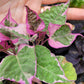 Ipomoea Batatas ‘Tricolor’ (Variegated sweet potato vine)