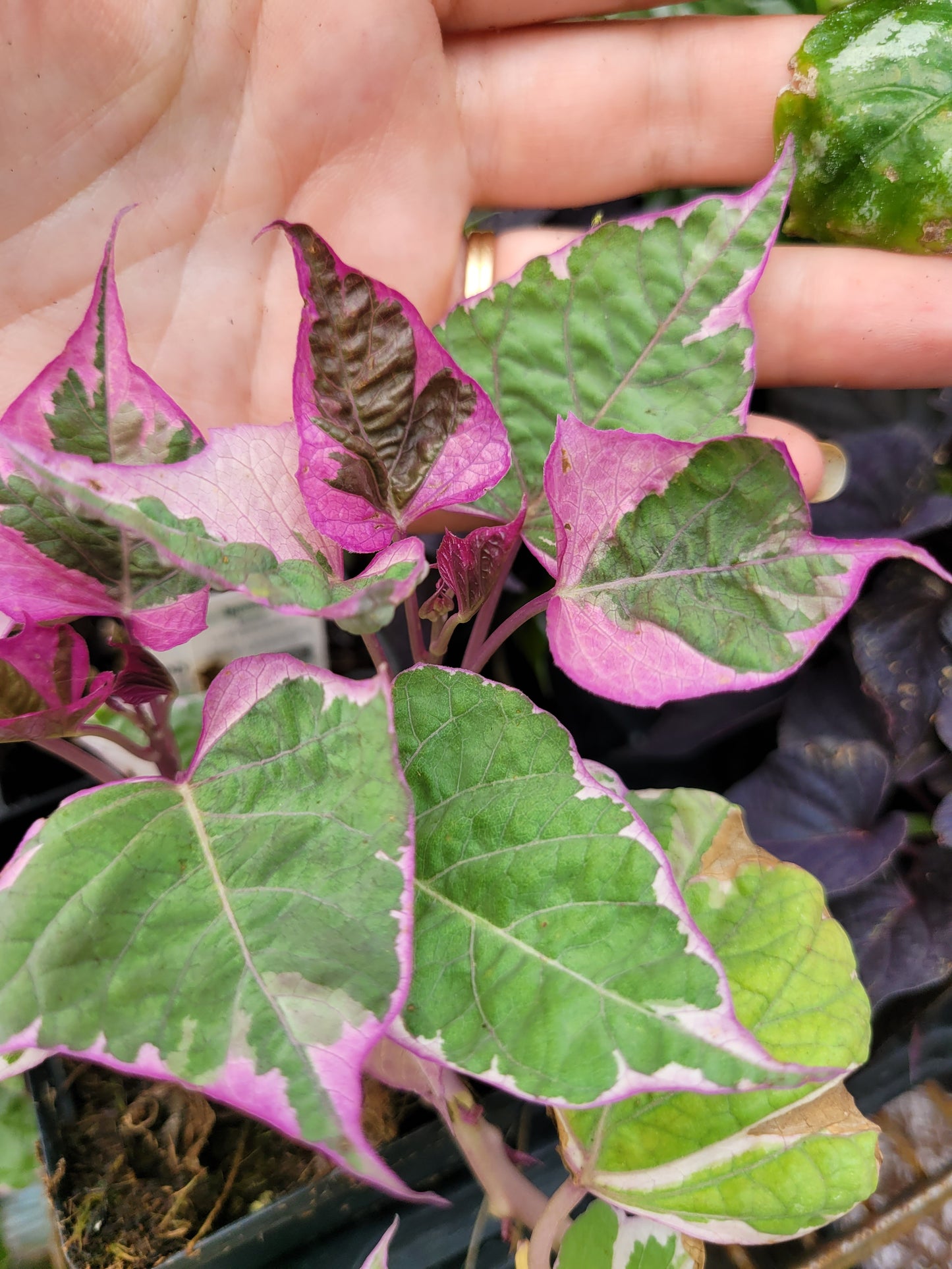 Ipomoea Batatas ‘Tricolor’ (Variegated sweet potato vine)