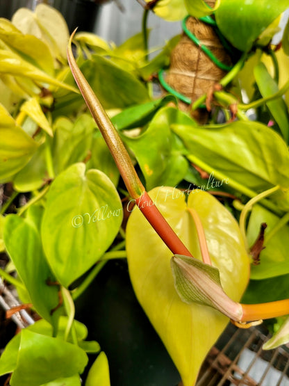 Philodendron Hederaceum Lemon Lime