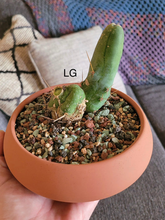 Trichocereus bridgesii monstrose ‘Penis Cactus