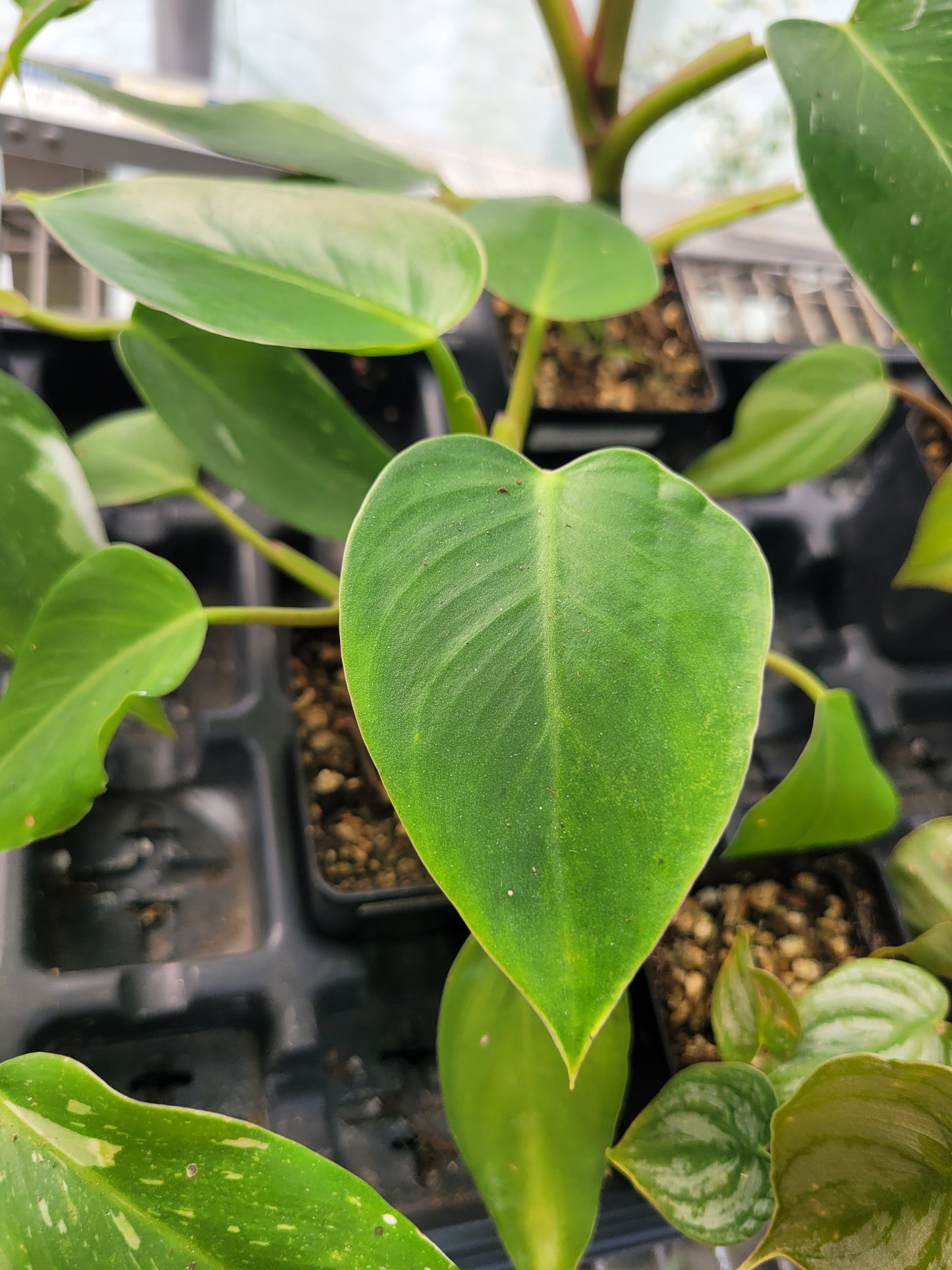 Philodendron ‘White Princess’