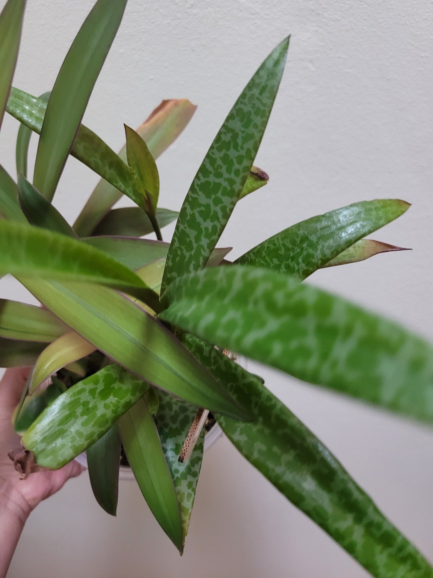 Tradescantia Spathacae ‘Hansoti02’ (aka “Sitara Gold/Amber Waves”)
