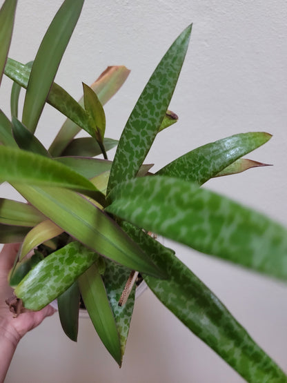 Tradescantia Spathacae ‘Hansoti02’ (aka “Sitara Gold/Amber Waves”)