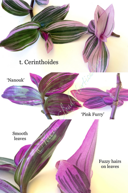 Tradescantia Cerinthoides ‘Nanouk’ (“Fantasy Venice” “Bubblegum”)